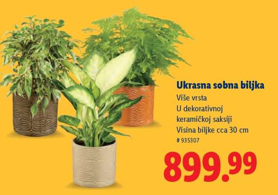 Ukrasna sobna biljka