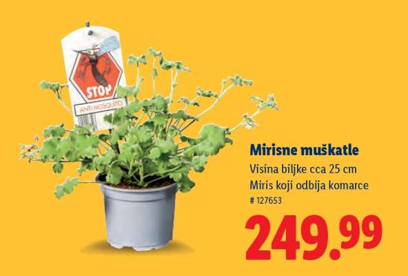 Mirisne muškatle