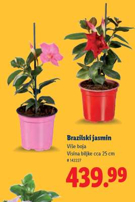 Brazilski jasmin