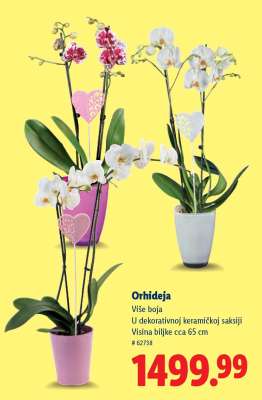 Orhideja