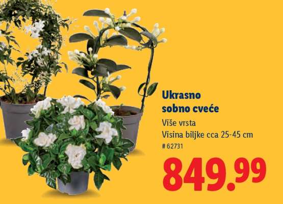 Ukrasno sobno cveće