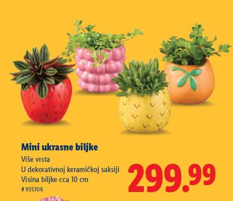 Mini ukrasne biljke