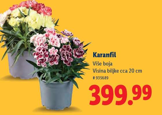 Karanfil