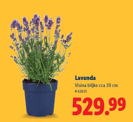 Lavanda