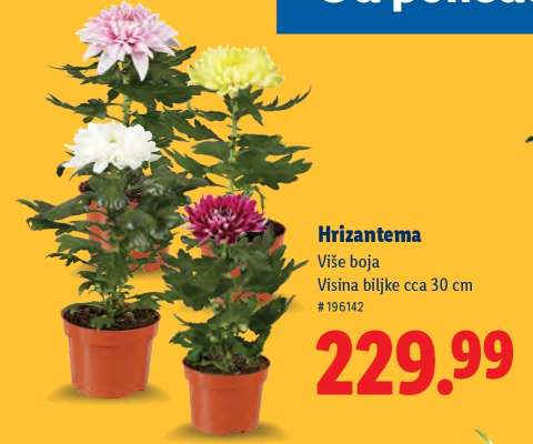 Hrizantema