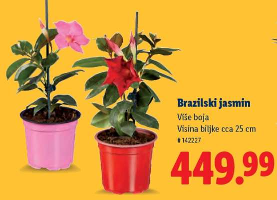 Brazilski jasmin