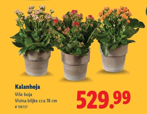Kalanhoja