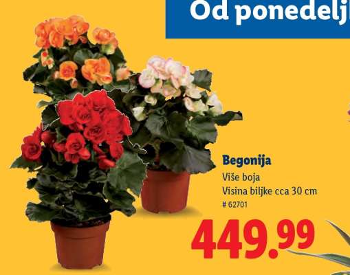 Begonija