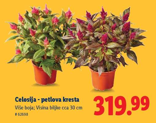 Celosija - petlova kresta