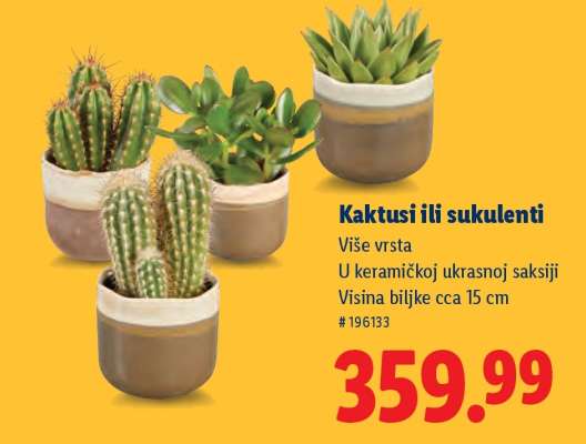 Kaktusi ili sukulenti