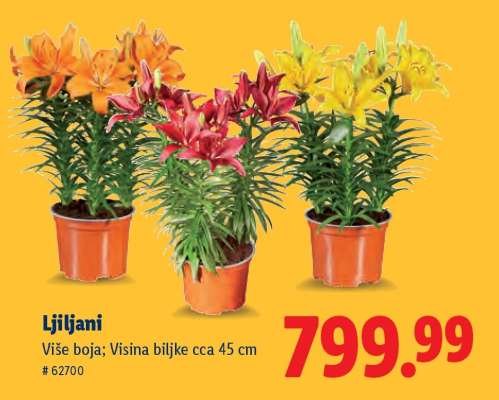Ljiljani