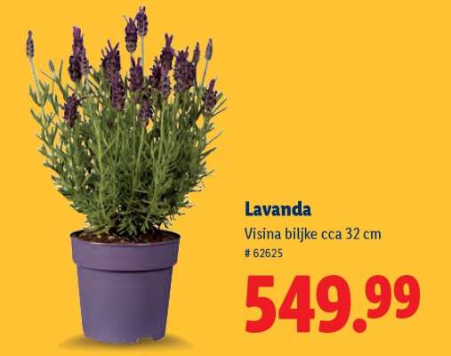 Lavanda