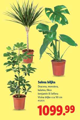 Sobna biljka