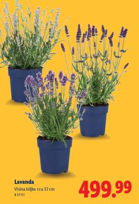 Lavanda