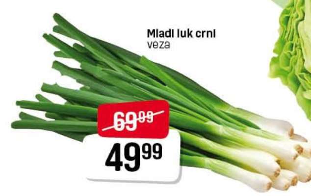 Mladi luk crni veza