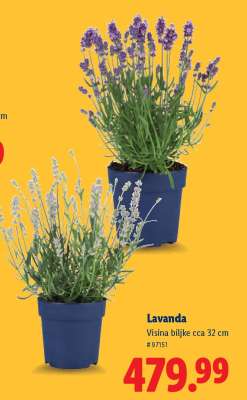 Lavanda