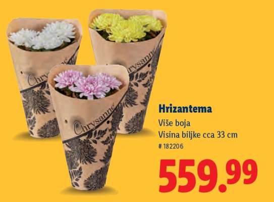 Hrizantema