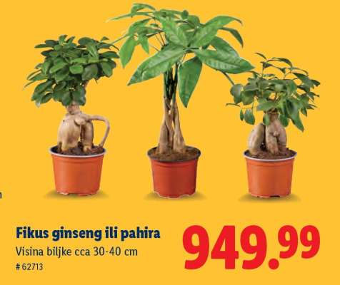 Fikus Ginseng ili Pahira