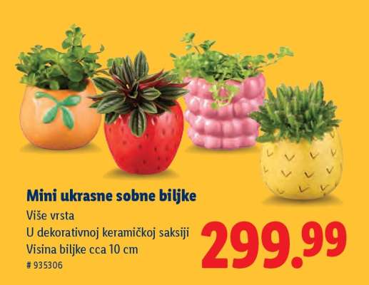 Mini ukrasne sobne biljke