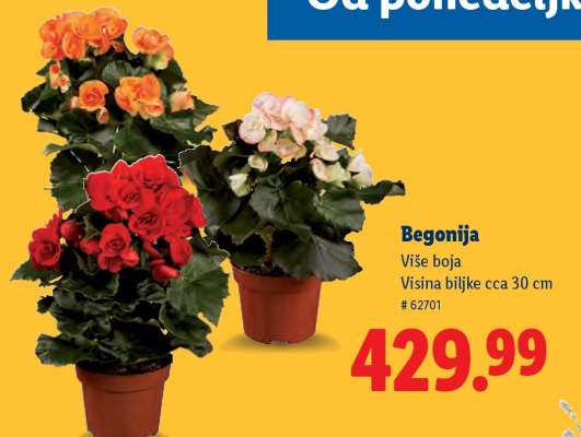 Begonija