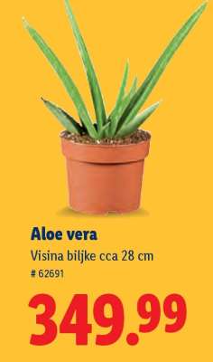 Aloe vera