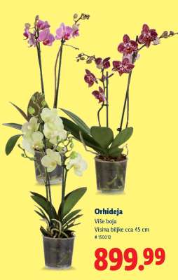 Orhideja