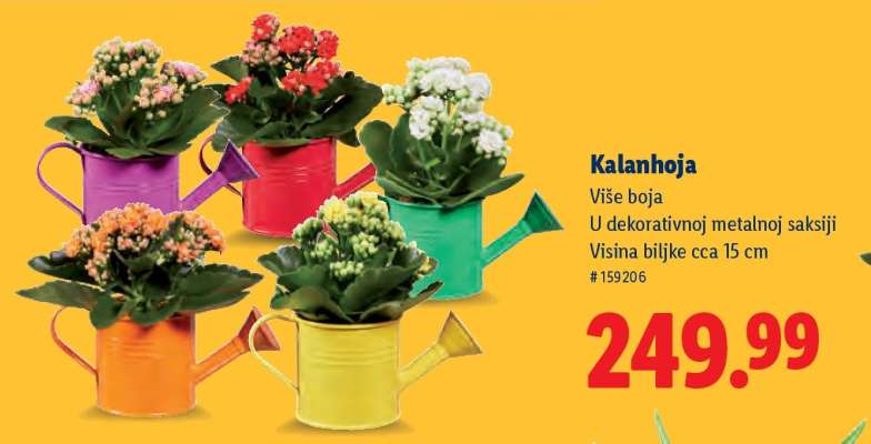 Kalanhoja