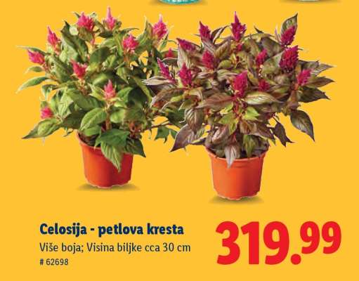 Celosija - petlova kresta