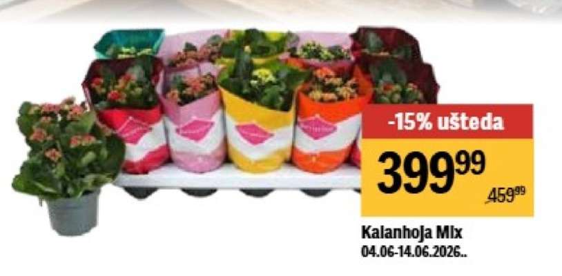 Kalanhoja Mix