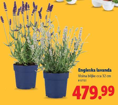Engleska lavanda