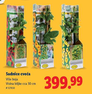 Sadnice cveća