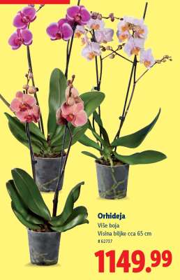 Orhideja