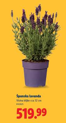 Španska lavanda