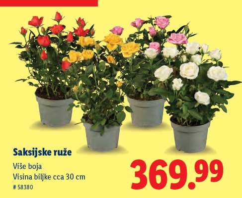 Saksijske ruže