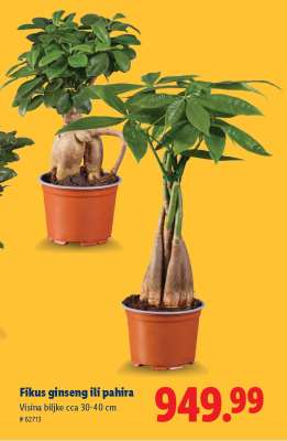 Fikus Ginseng ili Pahira