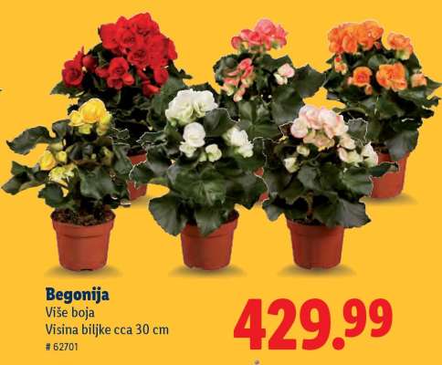 Begonija