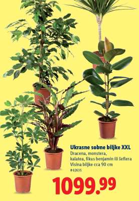 Ukrasne sobne biljke XXL