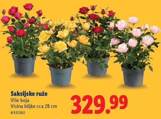 Saksijske ruže