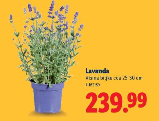 Lavanda