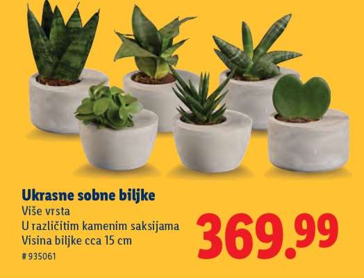 Ukrasne sobne biljke