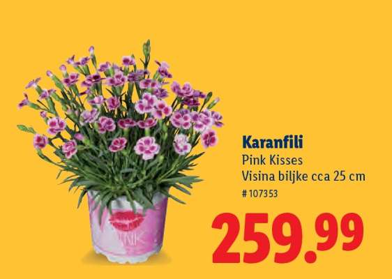 Karanfili