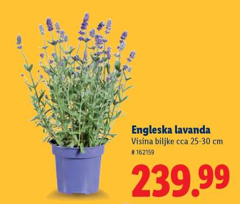 Engleska lavanda