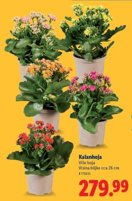 Kalanhoja
