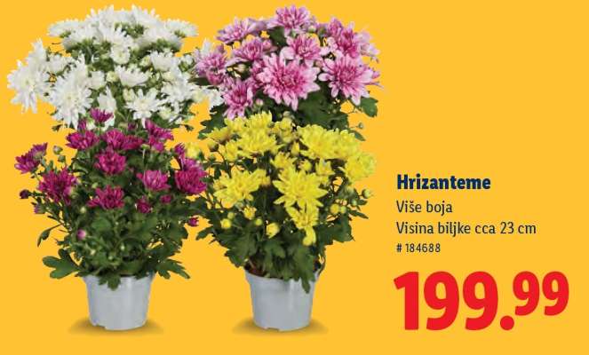 Hrizanteme