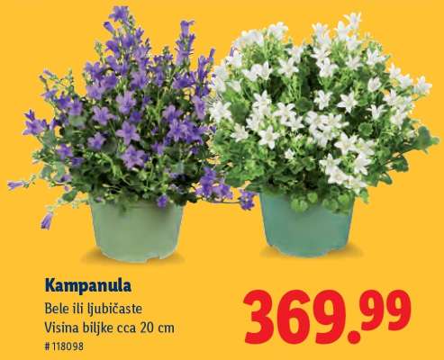 Kampanula