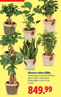Ukrasne sobne biljke