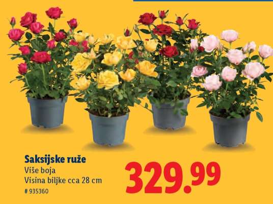 Saksijske ruže
