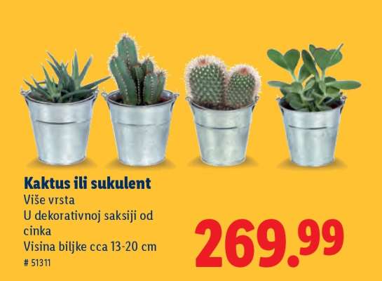 Kaktus ili sukulent
