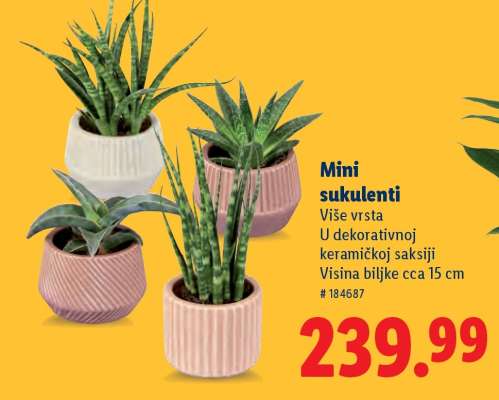 Mini sukulenti