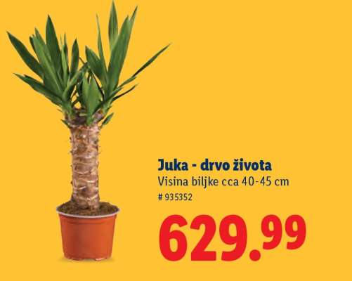 Juka - drvo života